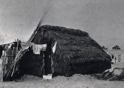 Fotografia antiga a preto e branco de uma cabana de colmo na areia, com roupa estendida junto à porta e uma vedação de canas.