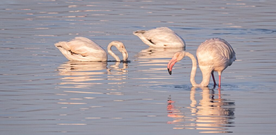 Três flamingos alimentam-se de cabeça baixa em água pouco profunda e calma, com luz dourada e reflexos rosados na água.