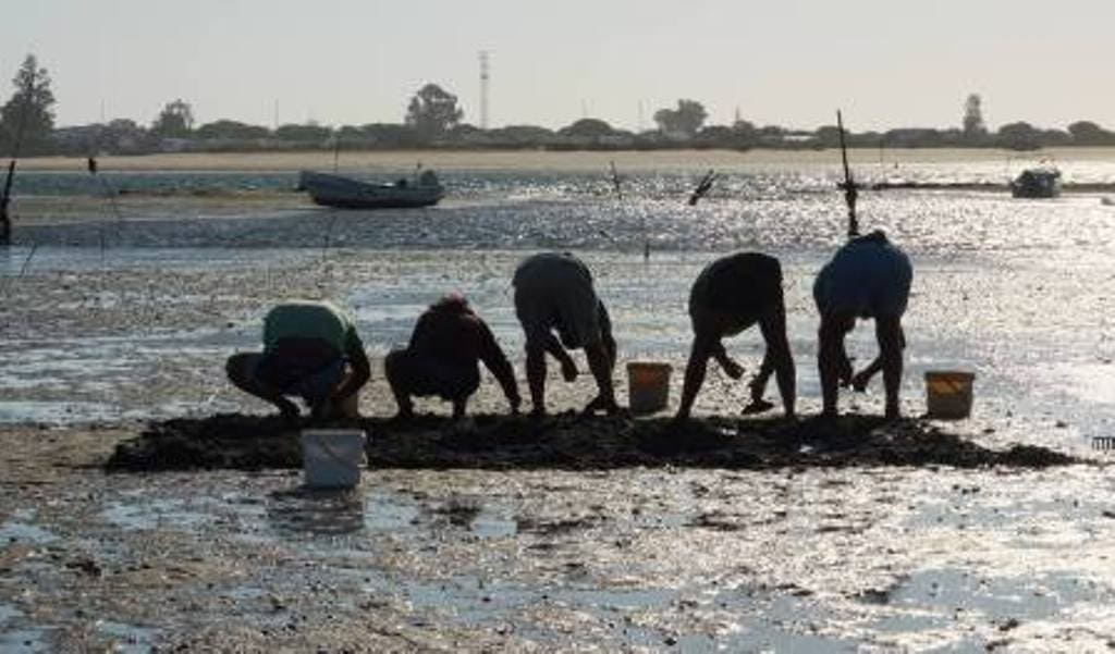 Cinco mariscadores curvados apanham marisco na vasa, na maré baixa e em contraluz, com baldes de plástico e barcos pequenos ao fundo.